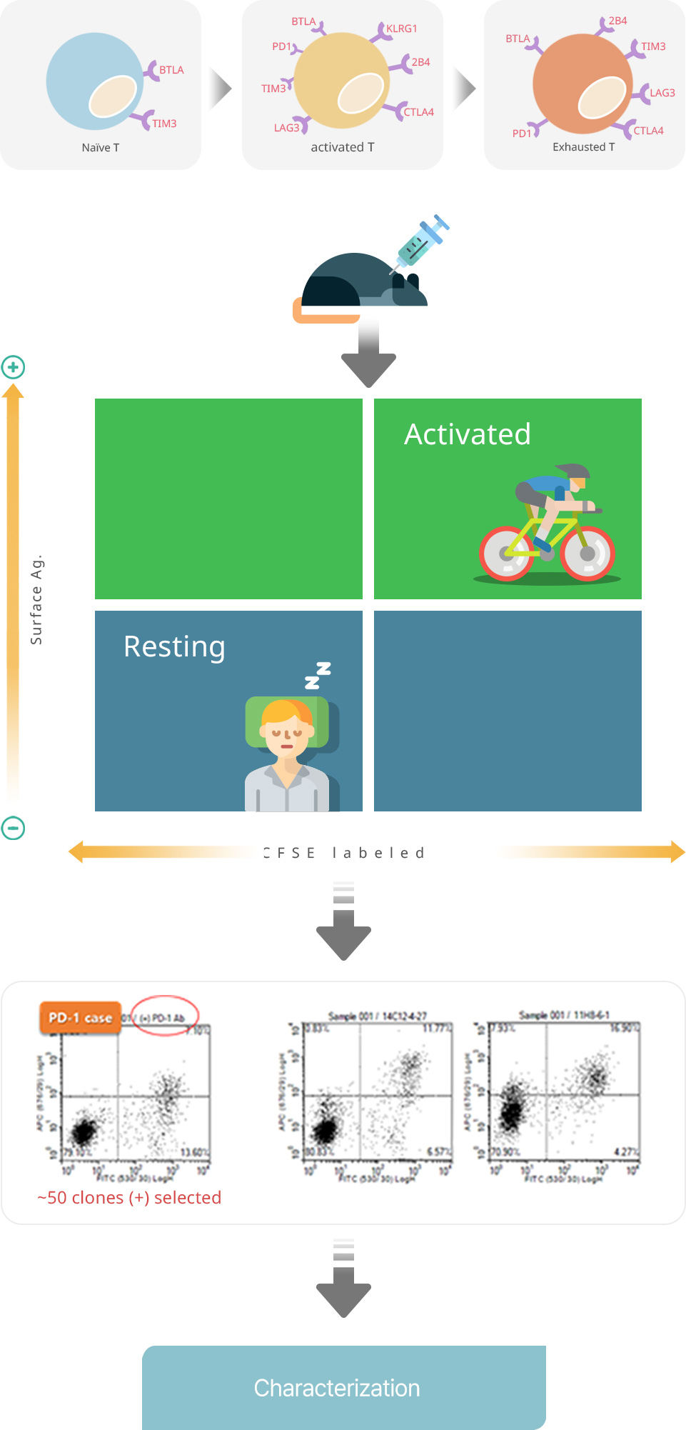 Antibody development strategy